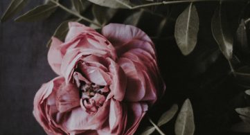 flowers-3
