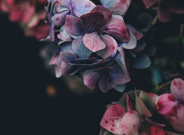 flowers-2