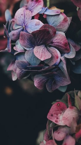 flowers-2