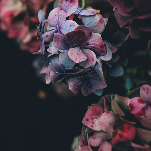 flowers-2